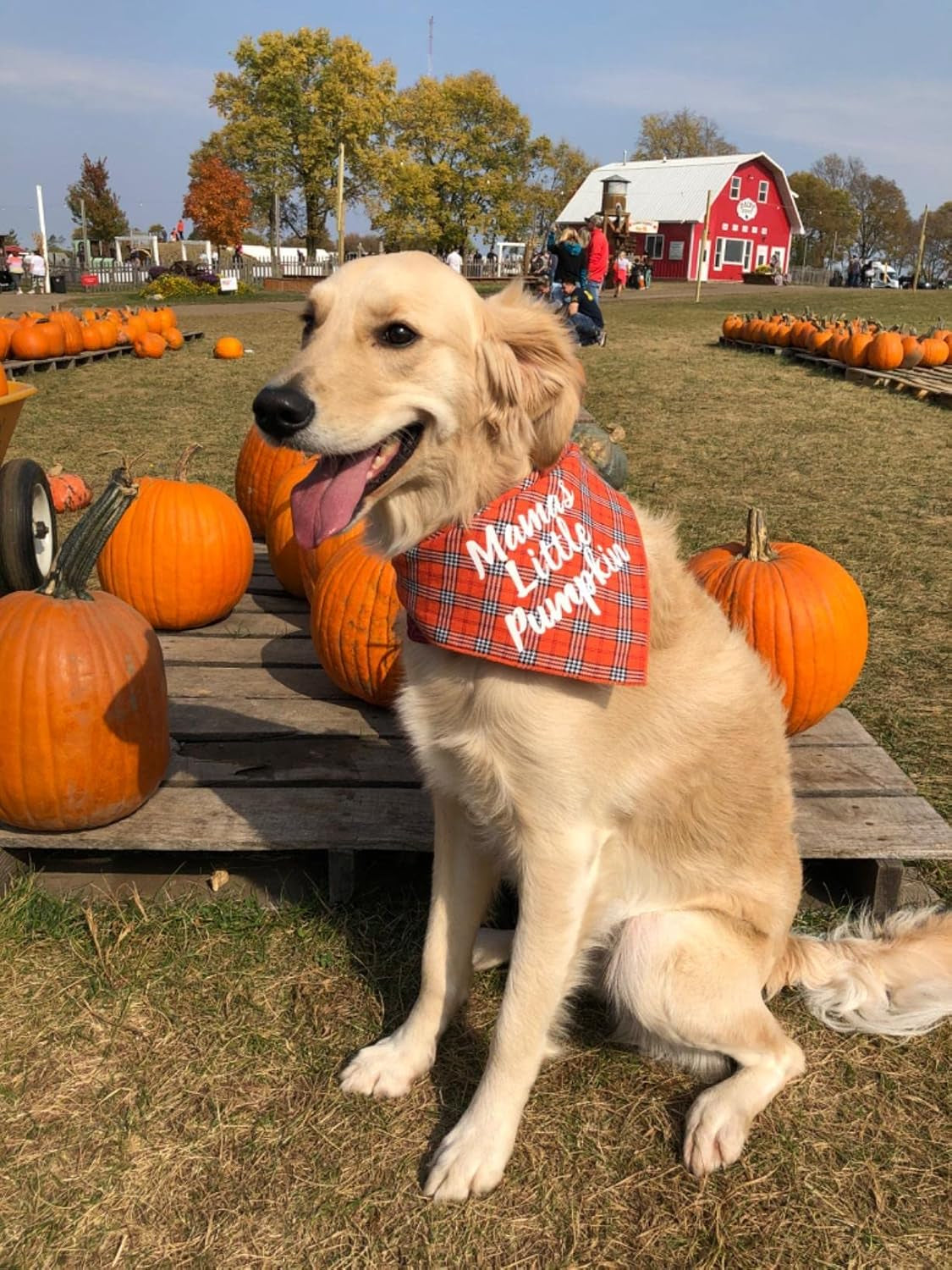 Dog Thanksgiving Bandana, Plaid Holiday Puppy Scarf